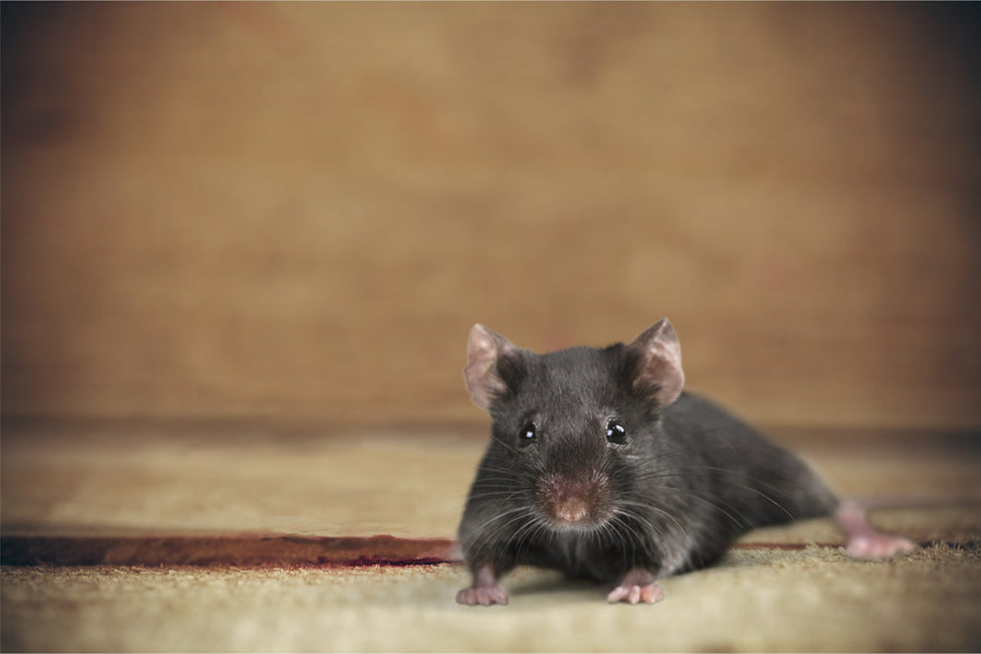 Strip Curtains for Pest Control: How to Keep Bugs and Rodents Out of Your Facility